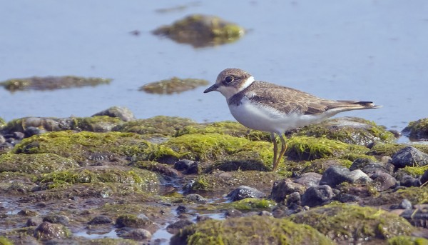 NUORI PIKKUTYLLI ITÄRANNALLA
