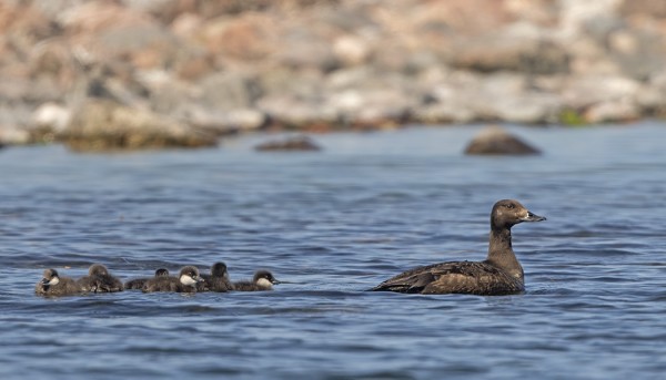 PILKKASIIPIPOIKUE BOKULLA ÖRENILLÄ