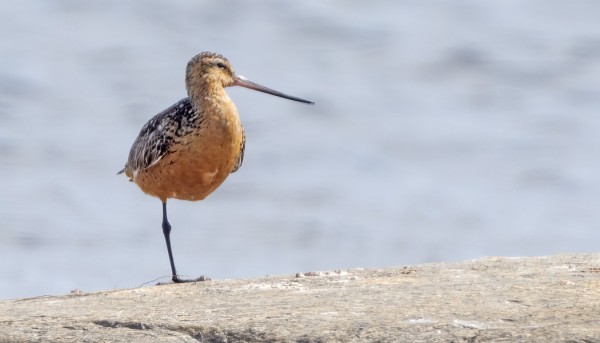 VANHA PUNAKUIRI ON OLLUT PARI PÄIVÄÄ ITÄRANNALLA