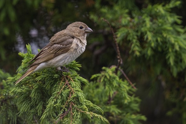 PIKKULEPINKÄINEN JA PUNAVARPUNEN OVAT MYÖS TYYPILLISIÄ UTÖN KESÄLINTUJA