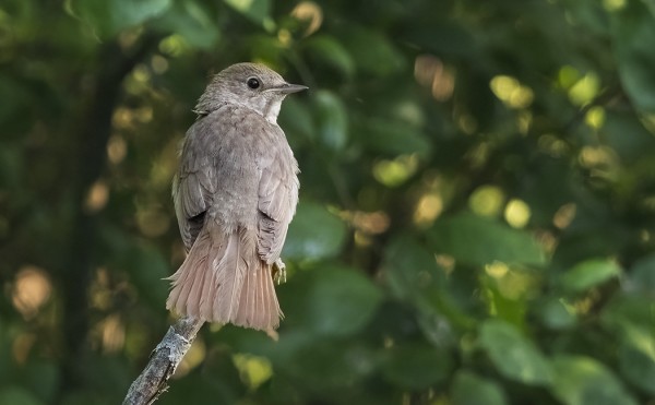 SATAKIELI NÄYTTÄYTYY SILLOIN TÄLLÖIN SAUNALLAMME
