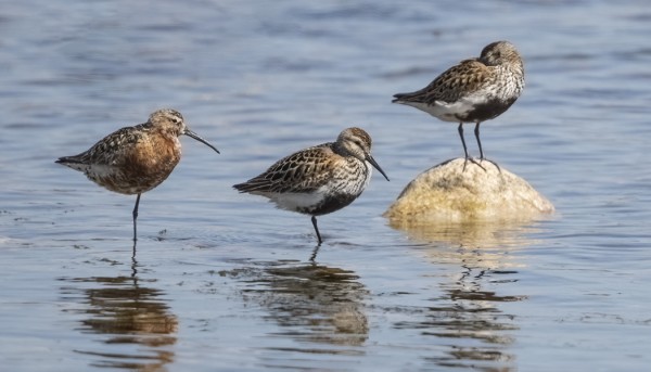 SUO- JA KUOVISIRREJÄ ON OLLUT TAVANOMAISTA VÄHEMMÄN TÄNÄ KESÄNÄ