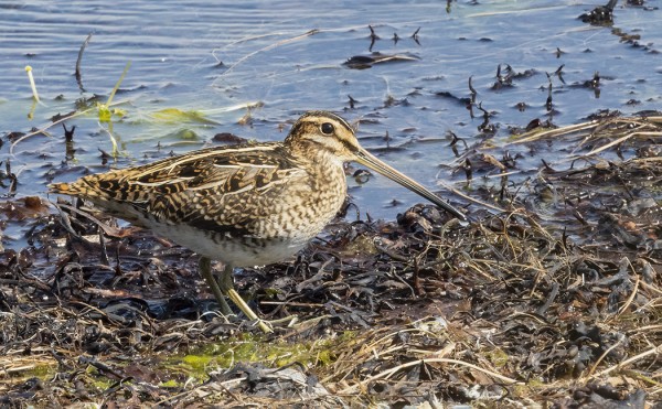 OUTI KUVASI TÄNÄÄN TAIVAANVUOHEN (Kuva: Outi Sarjakoski)