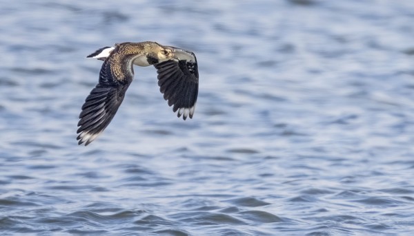 TÖYHTÖHYYPPIÄ MUUTTAA ETELÄÄN SILLOIN TÄLLÖIN