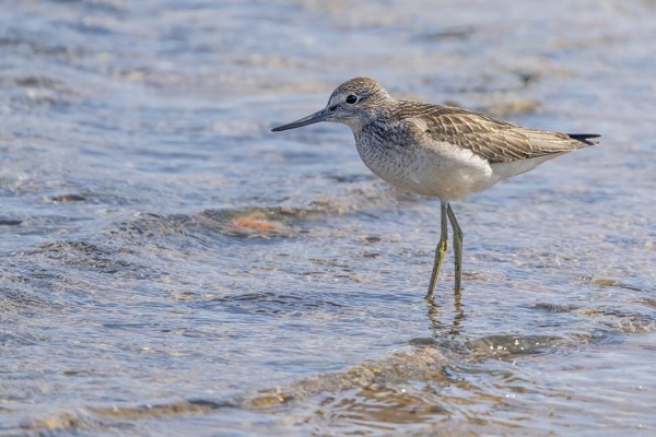 VALKOVIKLO ON PÄIVITTÄINEN TÄHÄN AIKAAN VUODESTA