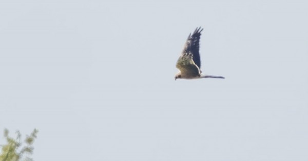 KOVASSA LÄMPÖVÄREILYSSÄ KAUKAA OTETTU DOKUMENTTI 1kv AROSUOHAUKASTA - RIVASTON ARI OLI LÄHEMPÄNÄ JA SAI PAREMPIA KUVIA (Tiirassa)