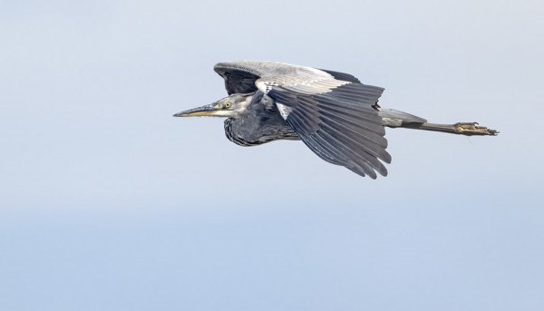 HARMAAHAIKAROITA NÄKEE LÄHES PÄIVITTÄIN