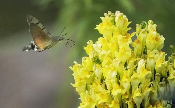 ISOPÄIVÄKIITÄJÄ MEIDÄN KELTAKANNUSRUOHOLLA