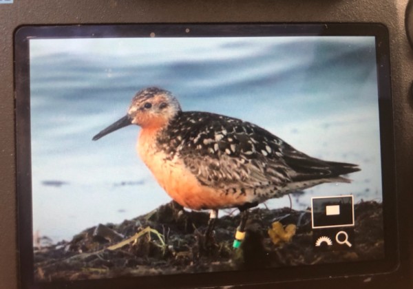 JUHA LAAKSOSEN KUVA TOISESTA ITÄRANNAN VÄRIRENGASTETUSTA ISOSIRRISTÄ