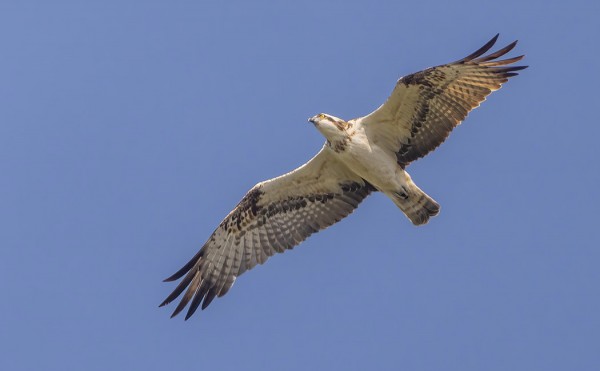 KALASÄÄSKI MUUTTI LÄHES PÄÄLTÄ