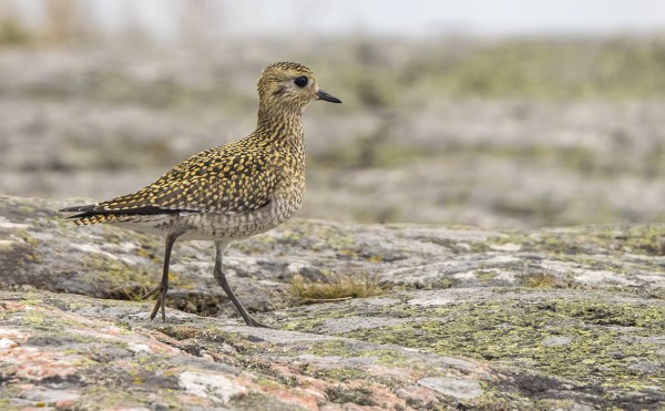 NUORIA KAPUSTARINTOJA ON NYT MUUTOLLA