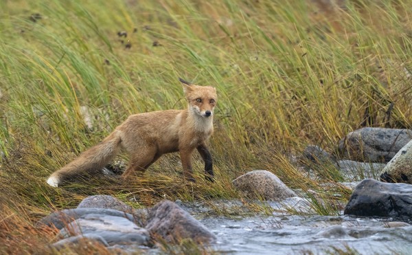 KETTUJA ON NÄKYNYT JOKA PÄIVÄ