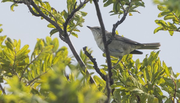 KIRJOKERTTU NÄYTTÄYTYI VIELÄ TÄNÄÄN ITÄNIITYN REUNALLA