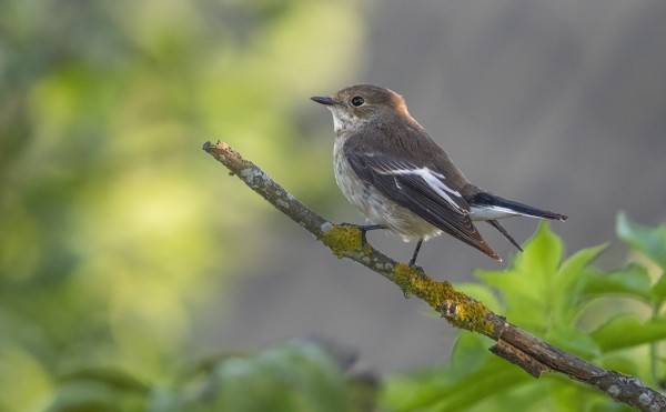KIRJOSIEPPOJEN MUUTTO ON KÄYNNISSÄ