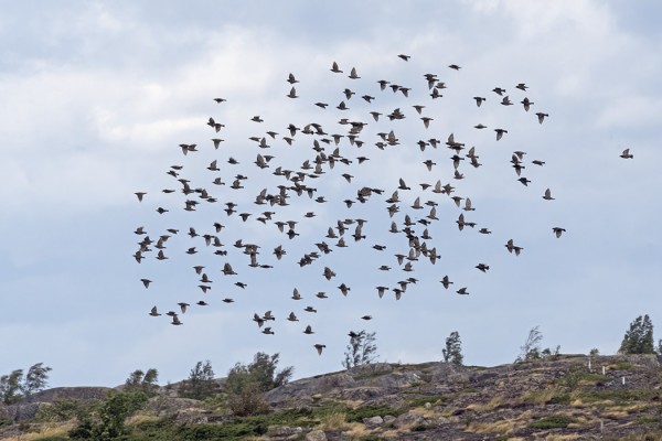 KOTTARAISET PARVEILEVAT (Kuva: Outi Sarjakoski)