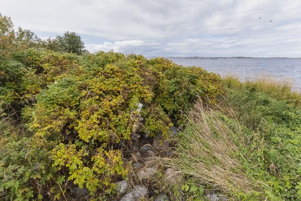 kurtturuusu_01_Utö_08_21