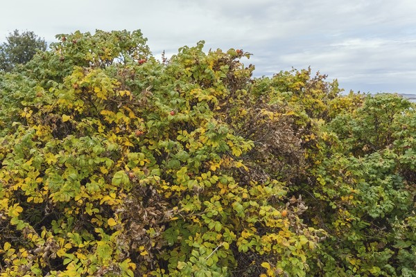 kurtturuusu_03_Utö_08_21