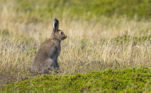 TAISIN OTTAA VASTA NYT ELÄMÄNI EKAT JÄNISKUVAT..