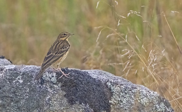 PENSASTASKUJEN JA METSÄKIRVISTEN SYYSMUUTTO ON JO HYVÄSSÄ VAUHDISSA