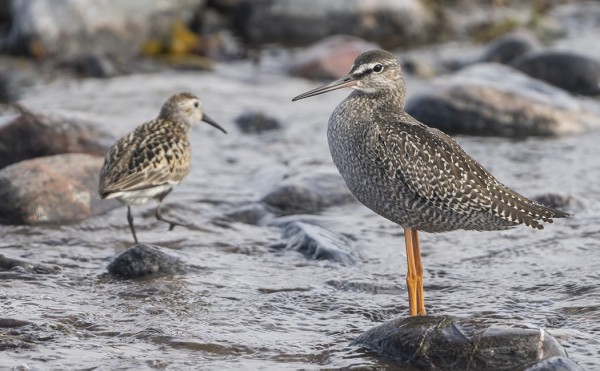 NUORET MUSTAVIKLOT OVAT SAAPUNEET