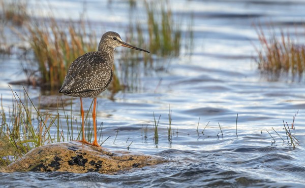 NUORET MUSTAVIKLOT MUUTTAVAT NYT