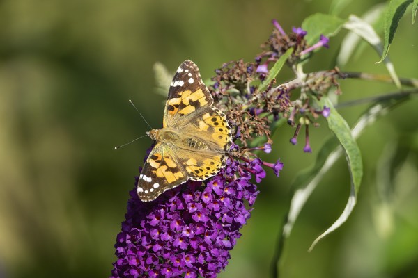 OHDAKEPERHOSIA NÄKEE SILLOIN TÄLLÖIN