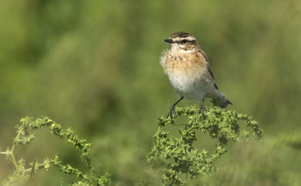 MYÖS PENSASTASKUT MUUTTAVAT NYT
