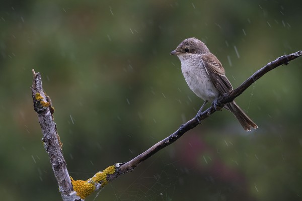 PIKKULEPINKÄINEN SAA VETTÄ NISKAANSA