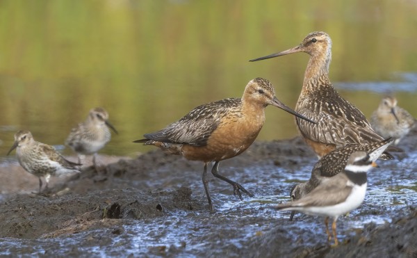 RANNALLA OLI RUUHKAA