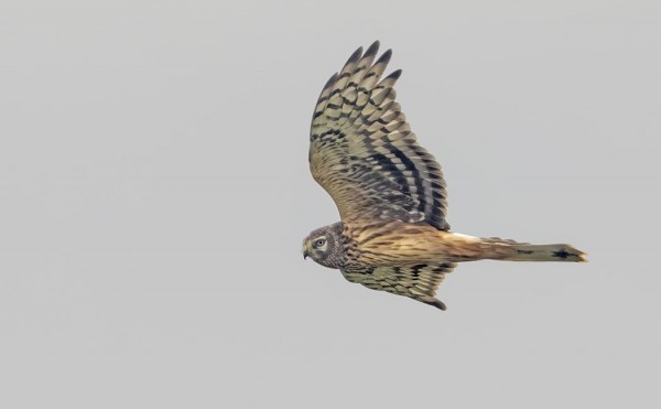 SINISUOHAUKKA ÖSTERÄNGILLÄ