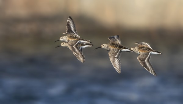 VANHAT SUOSIRRIT OVAT JO TAINEET MENNÄ