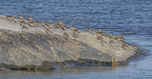 SUOSIRRIEN MÄÄRÄ ON NOUSSUT