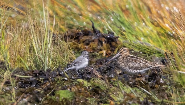 TAIVAANVUOHEN JA VÄSTÄRÄKIN KOHTAAMINEN
