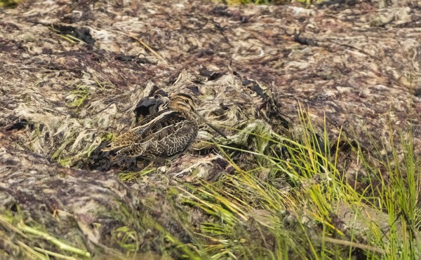 TAIVAANVUOHI MAASTOUTUU HYVIN KUIVUNEESEEN RAKKOLEVÄÄN
