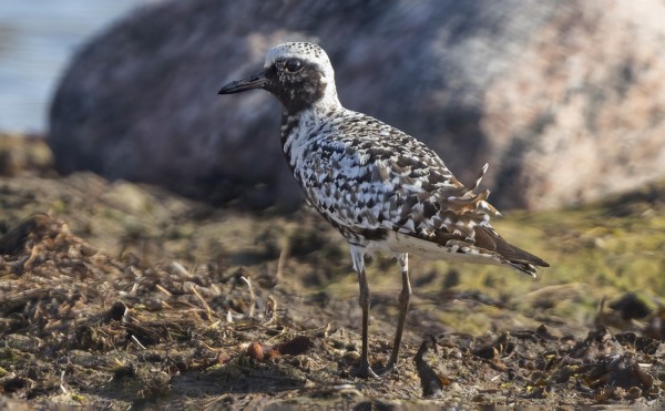 VANHA TUNDRAKURMITSA NÄYTTÄYTYI ITÄRANNALLA