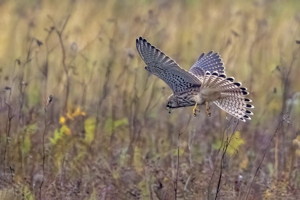 TUULIHAUKKA SAALISTAMASSA ÖSTERÄNGILLÄ