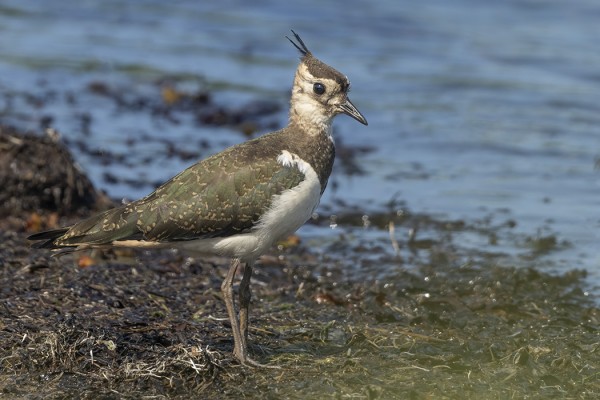 TÖYHTÖHYYPPIENKIN MUUTTO JO HIIPUU