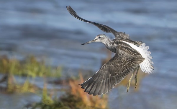 VALKOVIKLO ON NYT YLEISIMPIÄ KAHLAAJIA