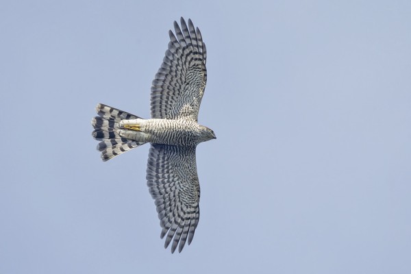 VARPUSHAUKKA OLI PÄIVÄN RUNSAIN LAJI