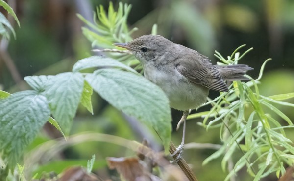 KULUNEEN NÄKÖINEN VIITAKERTTUNEN MEIDÄN SAUNALLA