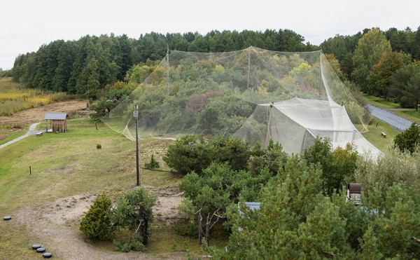 KABLIN LINTUASEMA OLI MUKAVA TUTTAVUUS - KUVASSA HELGOLAND-FELLA