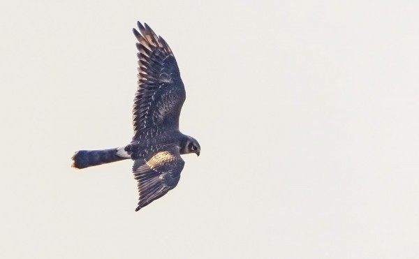 AROSUOHAUKKA MENI PIHAMME OHI VASTAVALON PUOLELTA