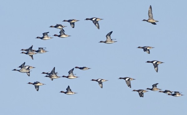 HAAPANA TAISI OLLA YLEISIN VESILINTU