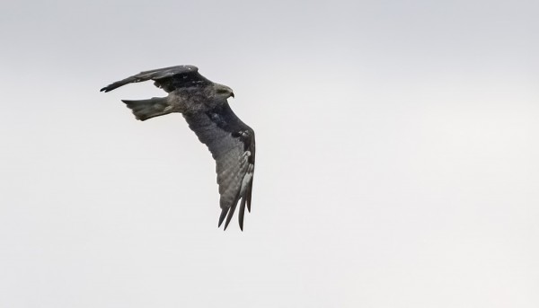 HAARAHAUKKA - SYKSYN TOINEN