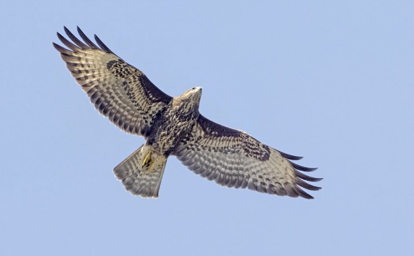 HIIRIHAUKATKIN MUUTTAVAT JO