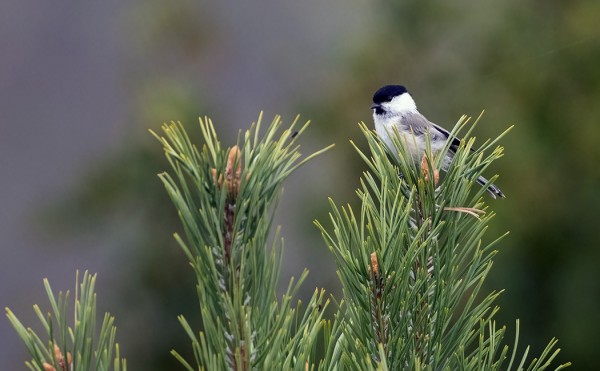 HÖMÖTIAISTA EN OLLUT NÄHNYT MUUTAMAAN VUOTEEN, EIPÄ NIITÄ UTÖSSÄ OLE..