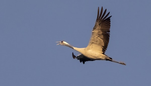 KURKIA MATKASI ETELÄÄN KAUNISSA AAMUVALOSSA TOITOTTAEN