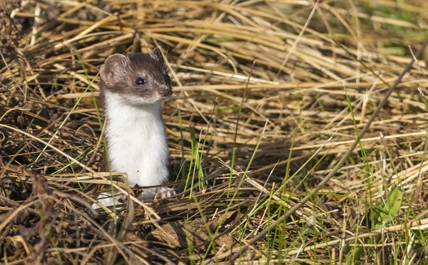KABLISSA KUVASIMME VILKASTA KÄRPPÄÄ