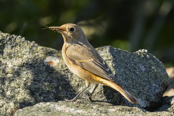 LEPPÄLINTUJA ON NÄKYNYT KOVIN NIUKASTI (Kuva: Outi Sarjakoski)