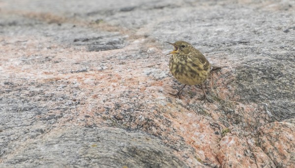 LUOTOKIRVISIÄ NÄKYY LÄHES JOKA PÄIVÄ